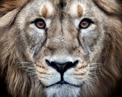 The Theory of Effective Leadership: What It Is and Why We Need It