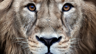 The Theory of Effective Leadership: What It Is and Why We Need It