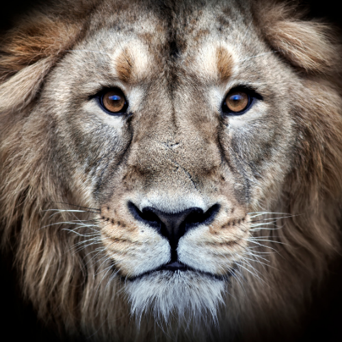 The Theory of Effective Leadership: What It Is and Why We Need It